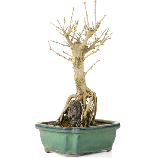 Punica granatum, 21 cm, ± 8 Jahre alt, mit weißen Blüten und orangefarbenen Beeren