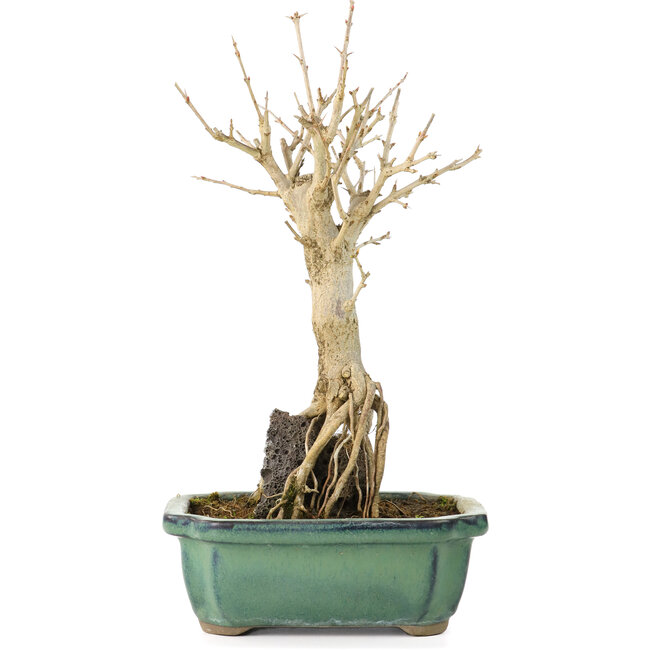 Punica granatum, 21 cm, ± 8 ans, à fleurs blanches et baies oranges