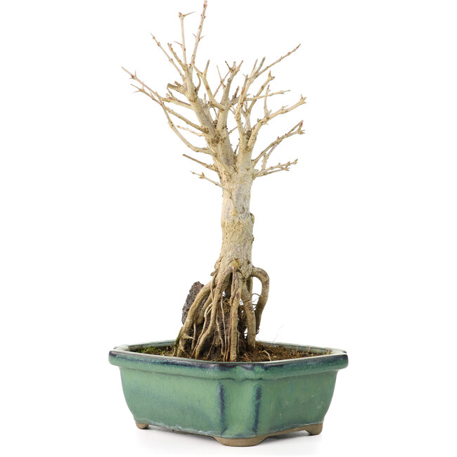 Punica granatum, 21 cm, ± 8 years old, with white flowers and orange berries