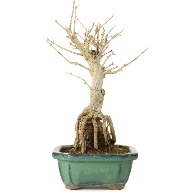 Punica granatum, 21 cm, ± 8 años, con flores blancas y frutos anaranjados