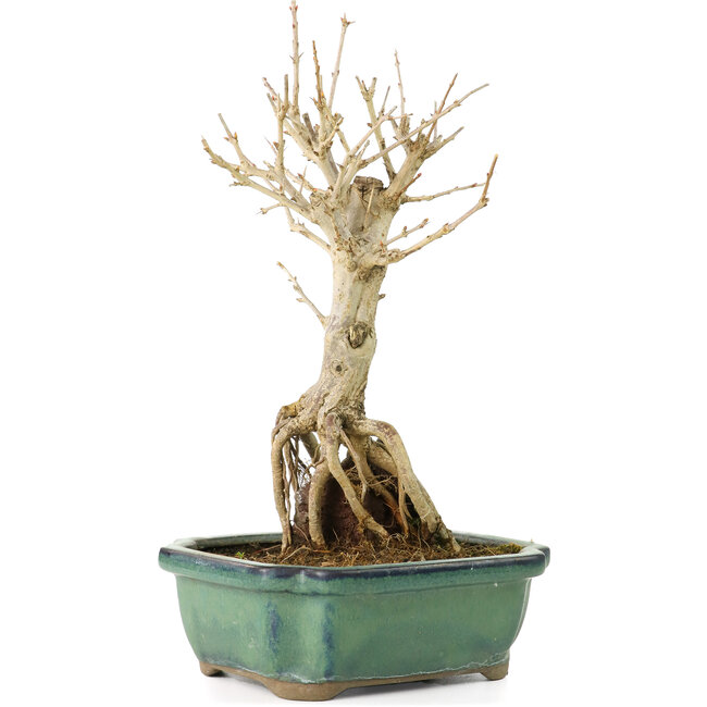 Punica granatum, 21 cm, ± 8 Jahre alt, mit weißen Blüten und orangefarbenen Beeren