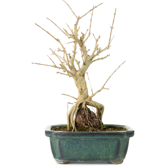 Punica granatum, 21 cm, ± 8 years old, with white flowers and orange berries