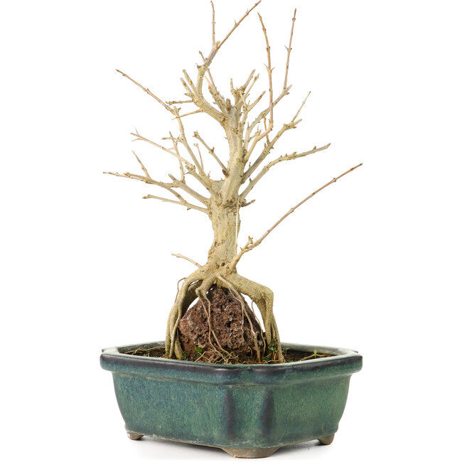 Punica granatum, 21 cm, ± 8 anni, con fiori bianchi e bacche d'arancio