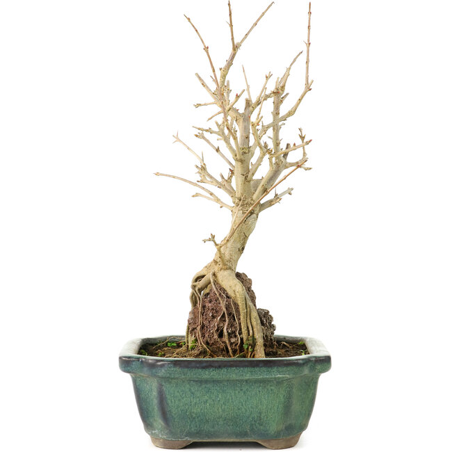 Punica granatum, 21 cm, ± 8 years old, with white flowers and orange berries