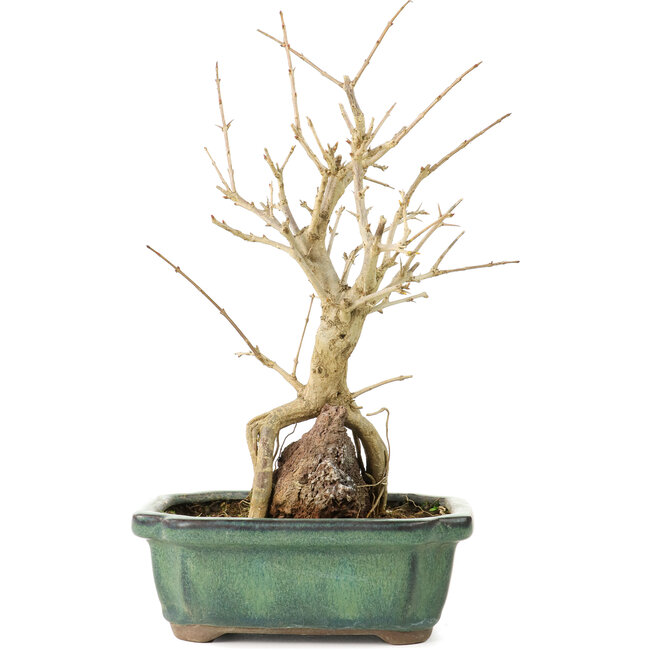 Punica granatum, 21 cm, ± 8 Jahre alt, mit weißen Blüten und orangefarbenen Beeren