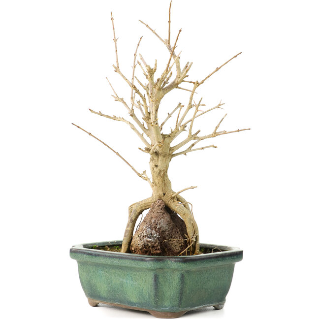 Punica granatum, 21 cm, ± 8 jaar oud, met witte bloemen en oranje bessen