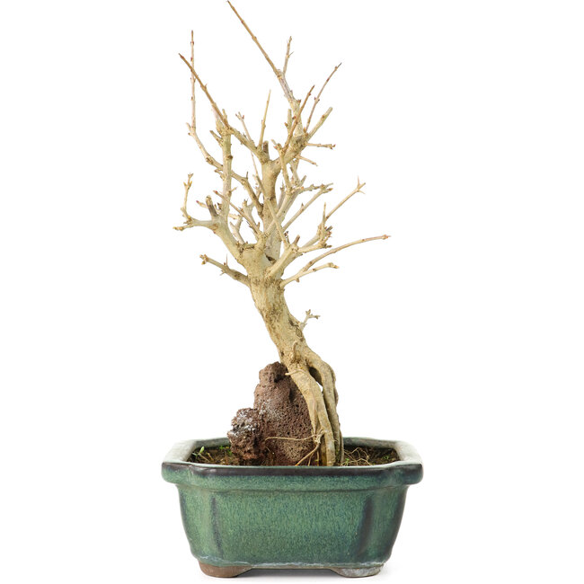 Punica granatum, 21 cm, ± 8 years old, with white flowers and orange berries