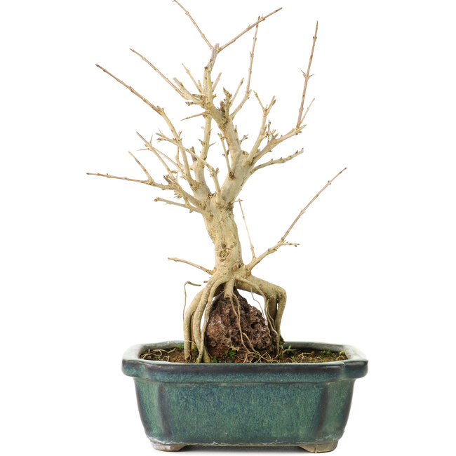 Punica granatum, 21 cm, ± 8 years old, with white flowers and orange berries