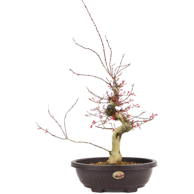 Acer palmatum Deshojo, 47 cm, ± 12 ans