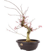 Acer palmatum Deshojo, 47 cm, ± 12 Jahre alt