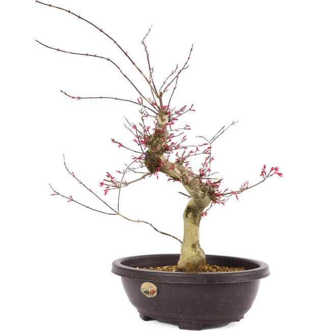 Acer palmatum Deshojo, 47 cm, ± 12 jaar oud