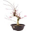 Acer palmatum Deshojo, 47 cm, ± 12 años