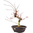 Acer palmatum Deshojo, 47 cm, ± 12 ans