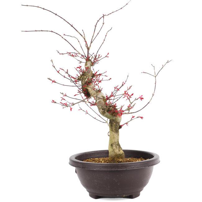 Acer palmatum Deshojo, 47 cm, ± 12 jaar oud