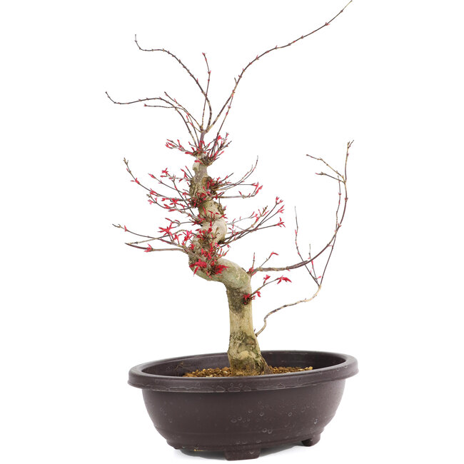 Acer palmatum Deshojo, 47 cm, ± 12 anni