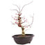 Acer palmatum Deshojo, 47 cm, ± 12 años