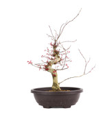 Acer palmatum Deshojo, 47 cm, ± 12 jaar oud