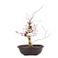 Acer palmatum Deshojo, 47 cm, ± 12 anni