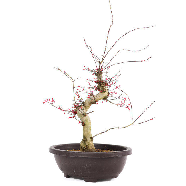 Acer palmatum Deshojo, 47 cm, ± 12 años