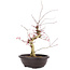 Acer palmatum Deshojo, 47 cm, ± 12 anni