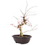 Acer palmatum Deshojo, 47 cm, ± 12 ans
