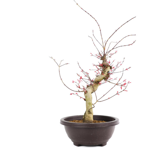 Acer palmatum Deshojo, 47 cm, ± 12 Jahre alt