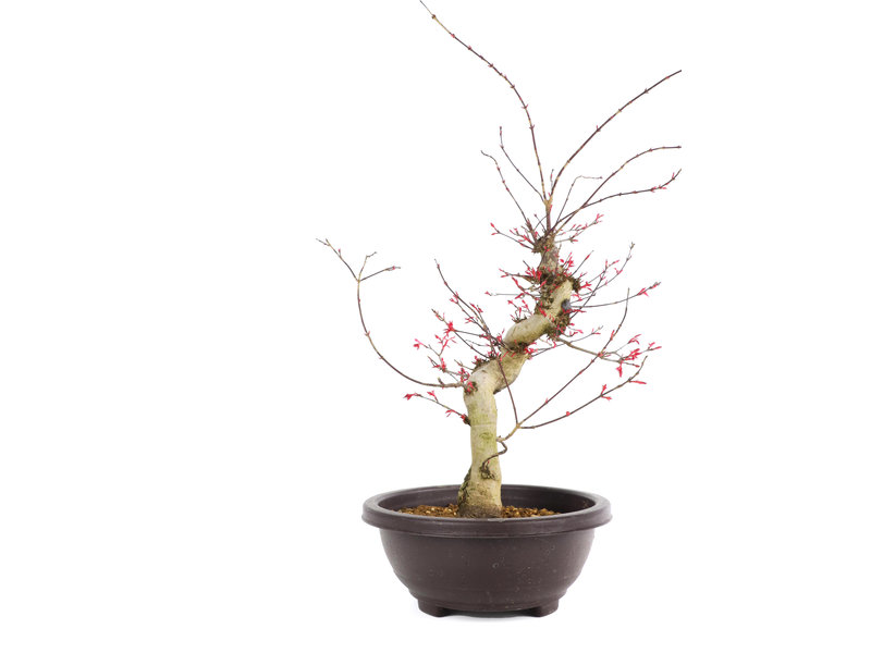 Acer palmatum Deshojo, 47 cm, ± 12 jaar oud