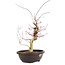 Acer palmatum Deshojo, 47 cm, ± 12 anni