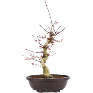 Acer palmatum Deshojo, 50 cm, ± 12 anni