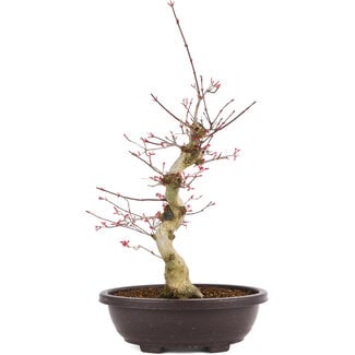 Acer palmatum Deshojo, 50 cm, ± 12 years old