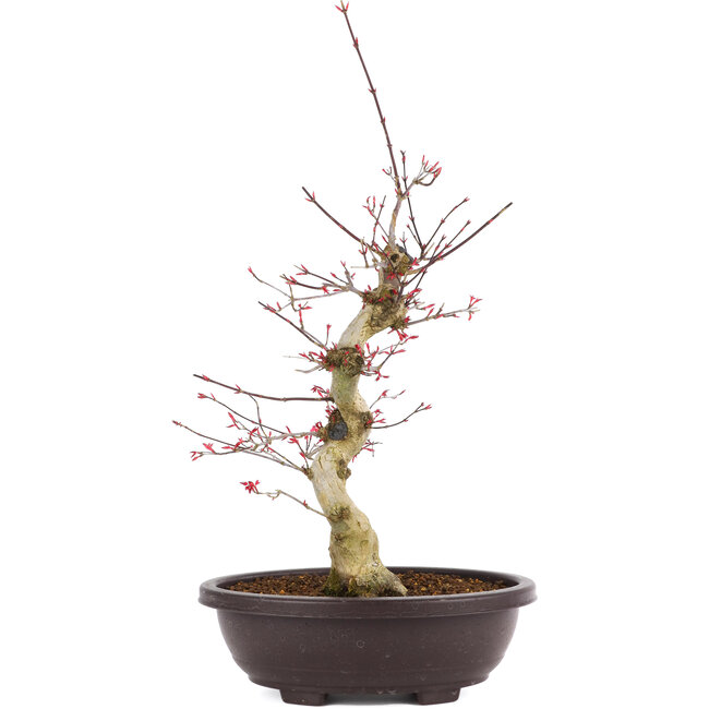 Acer palmatum Deshojo, 50 cm, ± 12 anni