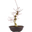 Acer palmatum Deshojo, 50 cm, ± 12 Jahre alt