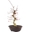 Acer palmatum Deshojo, 50 cm, ± 12 anni