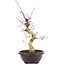 Acer palmatum Deshojo, 50 cm, ± 12 anni