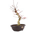 Acer palmatum Deshojo, 50 cm, ± 12 anni