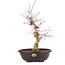 Acer palmatum Deshojo, 50 cm, ± 12 anni