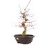 Acer palmatum Deshojo, 50 cm, ± 12 anni