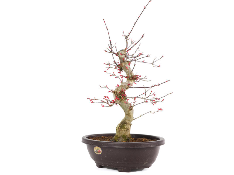 Acer palmatum Deshojo, 50 cm, ± 12 Jahre alt