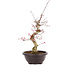 Acer palmatum Deshojo, 50 cm, ± 12 anni