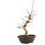 Acer palmatum Deshojo, 50 cm, ± 12 anni