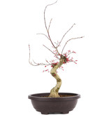 Acer palmatum Deshojo, 62 cm, ± 12 Jahre alt