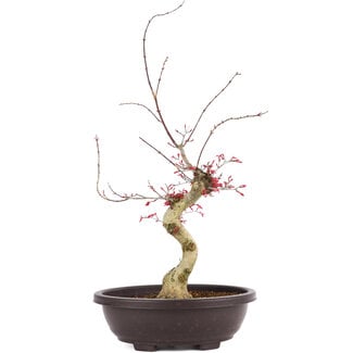 Acer palmatum Deshojo, 62 cm, ± 12 años