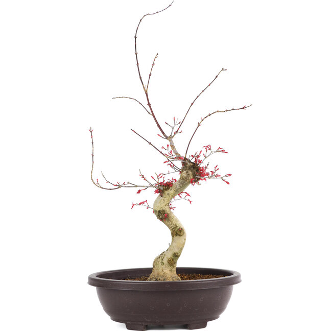 Acer palmatum Deshojo, 62 cm, ± 12 anni