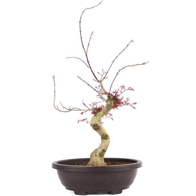 Acer palmatum Deshojo, 62 cm, ± 12 years old