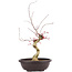 Acer palmatum Deshojo, 62 cm, ± 12 Jahre alt