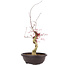 Acer palmatum Deshojo, 62 cm, ± 12 anni