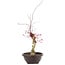 Acer palmatum Deshojo, 62 cm, ± 12 años