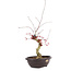 Acer palmatum Deshojo, 62 cm, ± 12 ans