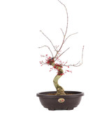 Acer palmatum Deshojo, 62 cm, ± 12 jaar oud