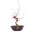 Acer palmatum Deshojo, 62 cm, ± 12 years old